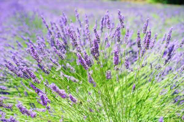 close up photo of lavender growing on field