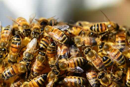 A Corona of Bees, blog post by Aspasia S. Bissas