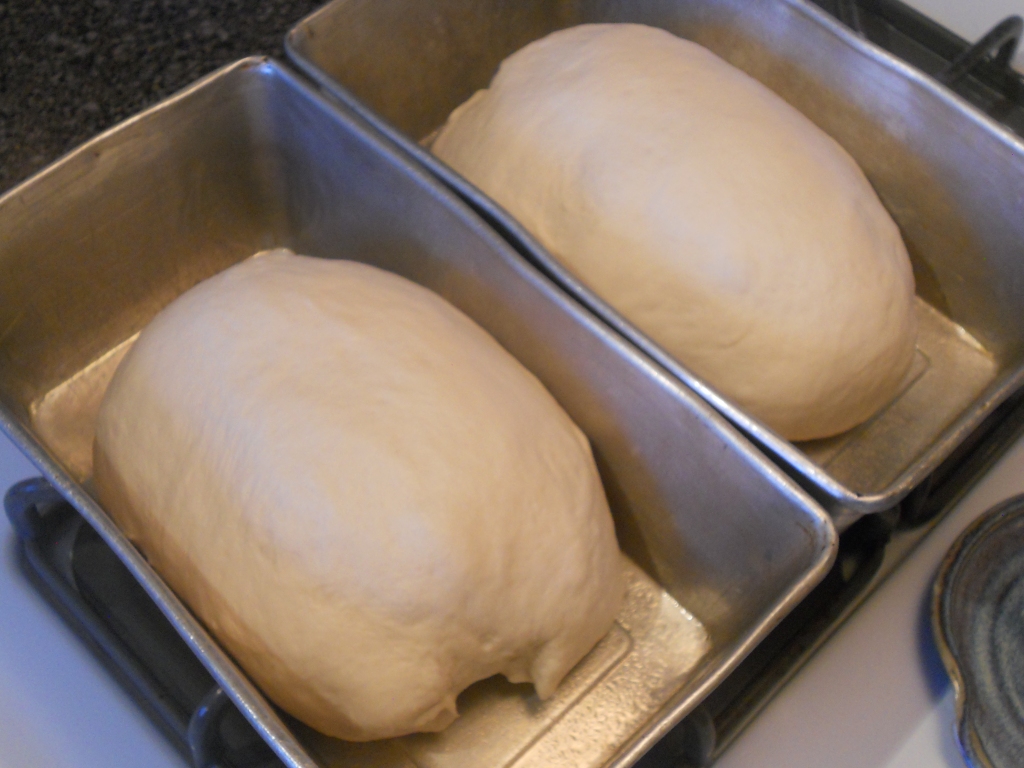 Baking Bread: Yeast in the Time of Corona, blog post by Aspasia S. Bissas