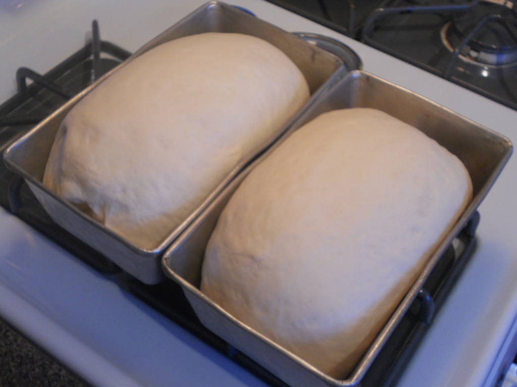 Baking Bread: Yeast in the Time of Corona, blog post by Aspasia S. Bissas